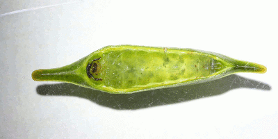 Slug Caterpillar, Epiperola sp. (Limacodidae) locomotion