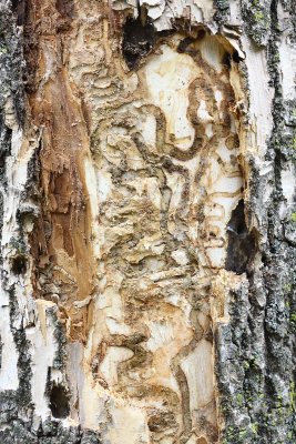 EAB attack, larval galleries