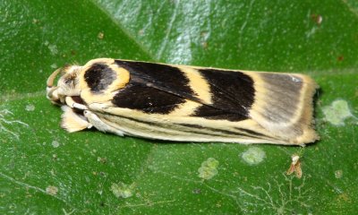 Antaeotricha renselariana (Depressariidae)