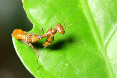 Mantis nymph (Acanthopidae: Acontistini)