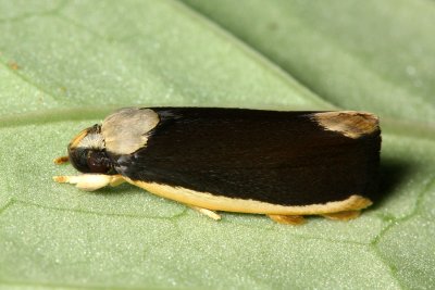 Concealer Moth, Stenoma sp. (Oecophoridae)