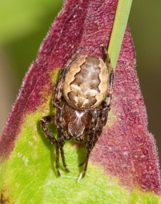 Spiders Gallery