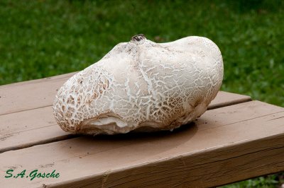 Mushroom hugeDSC_9307small.jpg