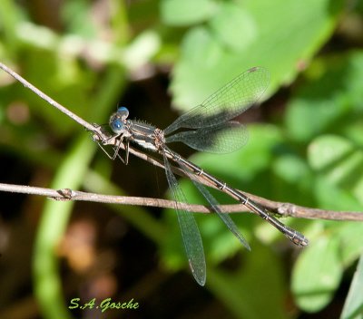 dragonfliesdamselflies