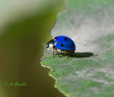 blue LadybugDSC_9356small.jpg
