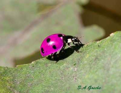 pink ladybugDSC_9355small.jpg