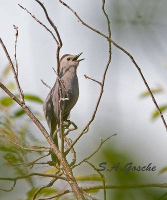 Thrushes, Bluebirds, Kinglets, Creepers