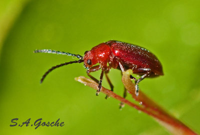 Red BugDSC_5772small.jpg