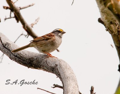 Sparrow White-throatedDSC_5691small.jpg