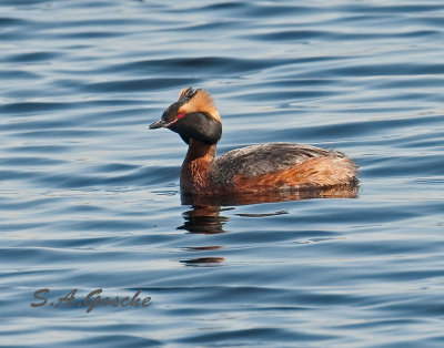 Loons, Grebes, Pelicans, Cormorants