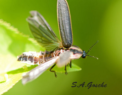 FireflyDSC_5943small.jpg