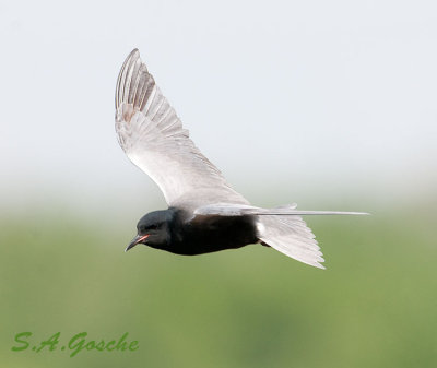Gulls, Terns