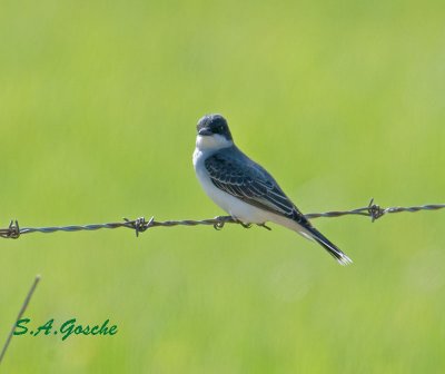 Flycatchers
