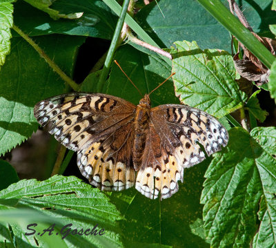 butterflies