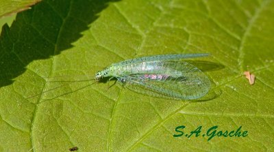 Lacewing Green ChrysopidaeDSC_6346small.psd
