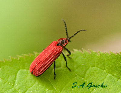 Beetles Gallery  -Coleoptera
