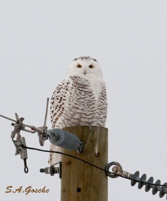 Owls