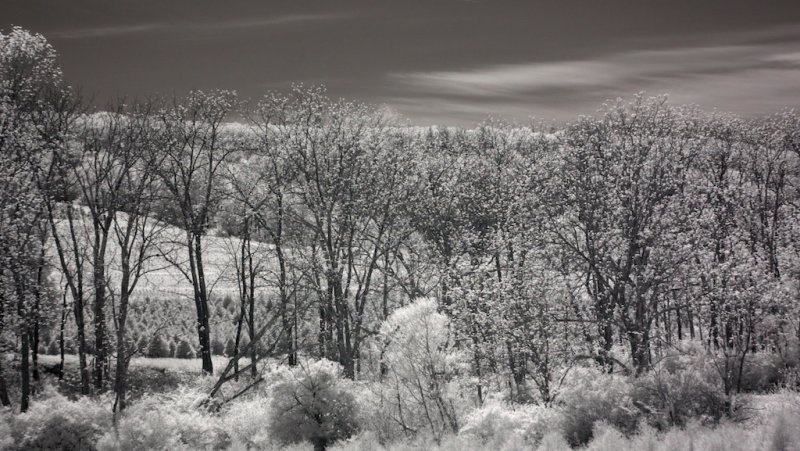 Sun Light in Trees