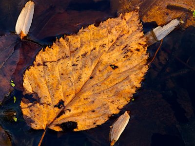 Seeds w Leaf.tiff