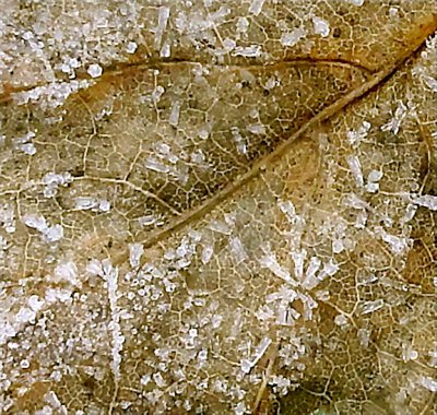 Frost on Leaf.tiff
