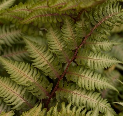 Ferns