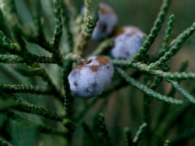 Juniper Berries