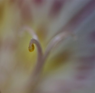Macro-Scapes