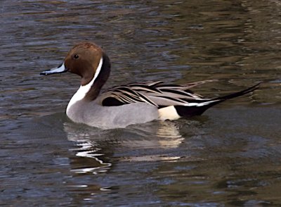Pintail Duck Male
