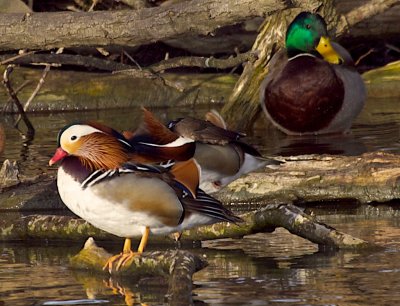 Mandarin Ducks with Mallard Duck