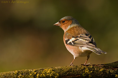 Fringilla coelebs / Vink / Common Chaffinch