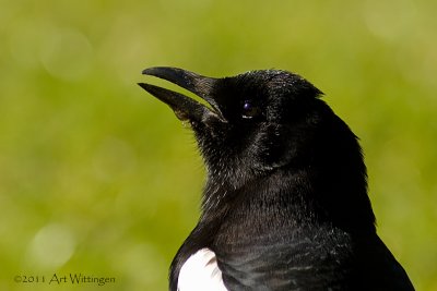 Pica Pica / Ekster / Magpie