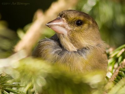 Chloris chloris / Groenling / European Greenfinch