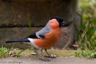 Pyrrhula pyrrhula / Goudvink / Eurasian bullfinch