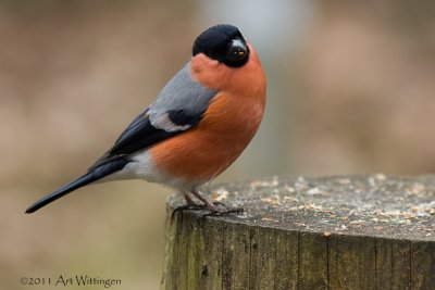 Pyrrhula pyrrhula / Goudvink / Eurasian bullfinch