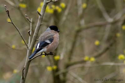 Pyrrhula pyrrhula / Goudvink / Eurasian bullfinch