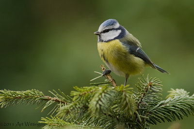 Cyanistes caeruleus  / Pimpelmees / Blue Tit