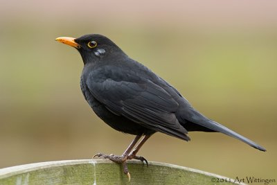 Turdus Merula / Merel / Common Blackbird