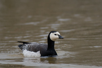 Branta Leucopsis / Brandgans  / Barnacle Goose