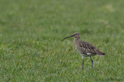 Numenius Arquata / Wulp / Eurasian Curlew