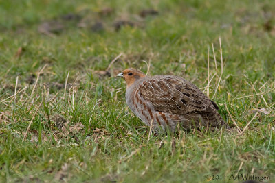 Perdix perdix / Patrijs / Grey Partridge