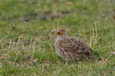 Perdix perdix / Patrijs / Grey Partridge