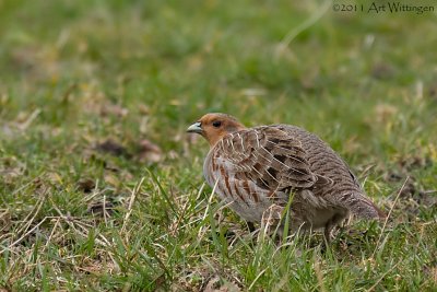 Perdix perdix / Patrijs / Grey Partridge