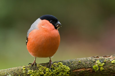 Pyrrhula pyrrhula / Goudvink / Eurasian bullfinch