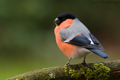 Pyrrhula pyrrhula / Goudvink / Eurasian bullfinch