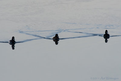 Aythya fuligula / Kuifeend / Tufted duck