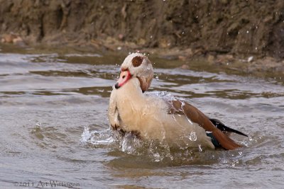 Alopochen aegyptiaca / Nijlgans / Egyptian Goose
