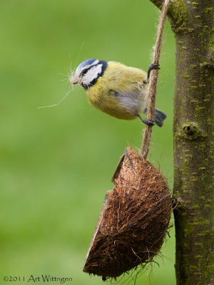 Cyanistes caeruleus  / Pimpelmees / Blue Tit