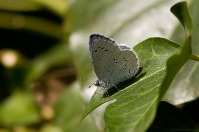 Celastrina argiolus / Boomblauwtje / Holly Blue