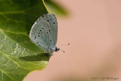 Celastrina argiolus / Boomblauwtje / Holly Blue