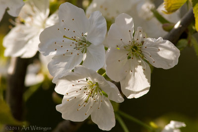 Kersenbloesem / Cherry Blossom